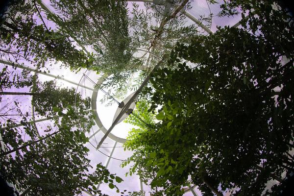 Green Art Tulln - Gartenkunstwerke im öffentlichen Raum: Breathe Earth Collective - Airship Mobile Forest (Mai - September 2018) https://www.tulln.at/green-art/green-art-erleben/gartenkunstwerke/ Foto: eSeL.at - Lorenz Seidler