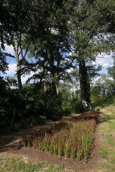 Green Art Tulln - Gartenkunstwerke im öffentlichen Raum: Birgit Fischer-Radulescu - Red Carpet (Mai - September 2018) https://www.tulln.at/green-art/green-art-erleben/gartenkunstwerke/ Foto: eSeL.at - Lorenz Seidler