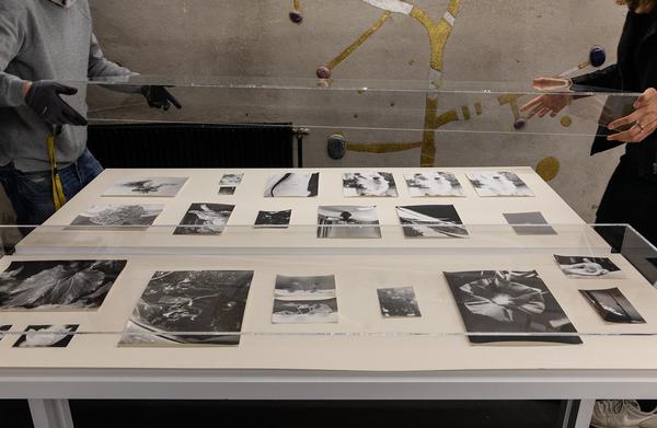 Kunst Haus Wien: Jochen Lempert - Some Plant Volatiles (Garage, 12.04.-10.06.2018, Aufbau) http://www.kunsthauswien.com/de/ausstellungen/jochen-lempert | Foto: eSeL Foto: eSeL.at - Lorenz Seidler