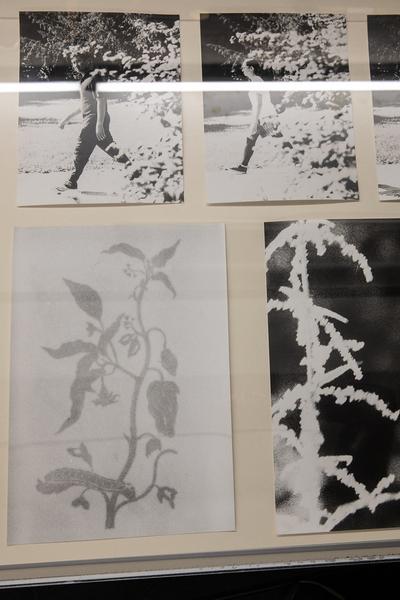 Kunst Haus Wien: Jochen Lempert - Some Plant Volatiles (Garage, 12.04.-10.06.2018, Aufbau) http://www.kunsthauswien.com/de/ausstellungen/jochen-lempert | Foto: eSeL Foto: eSeL.at - Lorenz Seidler