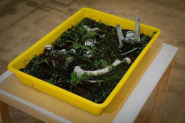 Galerie Krinzinger: Lois Weinberger - Die Rückseite der Landschaft (20.11.2018 - 19.1.2019) https://esel.at/termin/99065/lois-weinberger-die-ruckseite-der-landschaft | Foto: eSeL Foto: eSeL.at - Lorenz Seidler