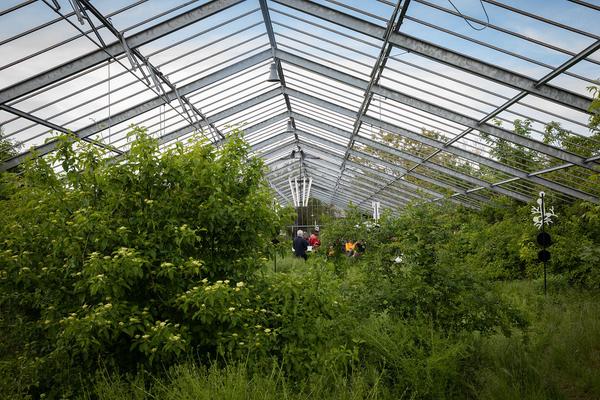 Club Real - Jenseits der Natur: Zweite Sitzung des Gartenparlaments (brut & KOER, 11.5.2019, Gewächshaus im Floridsdorfer Donaufeld, Nordmanngasse 60) https://esel.cc/ClubReal_brut | https://esel.cc/ClubReal_KOER | Foto: eSeL Foto: eSeL.at - Lorenz Seidler