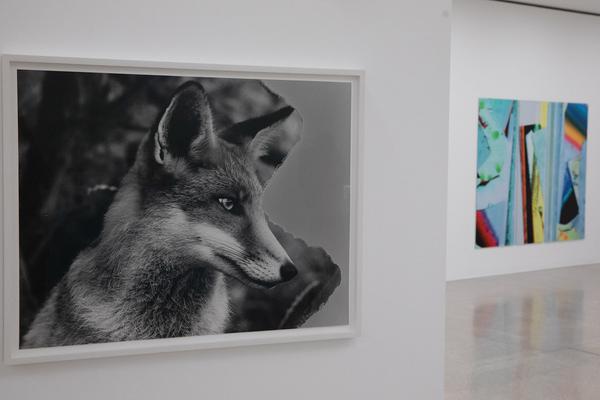 mumok: Objects Recognized in Flashes: Michele Abeles, Annette Kelm, Josephine Pryde, Eileen Quinlan (16.11.2019 - 13.4.2020) https://www.mumok.at/de/events/objects-recognized-flashes | Foto: eSeL Foto: eSeL.at - Lorenz Seidler