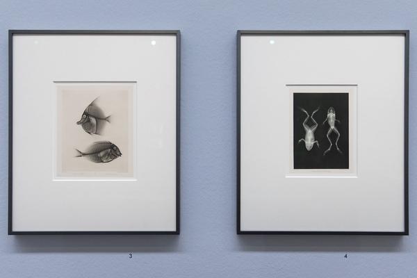 Albertina: Foto Buch Kunst (28. Juni - 22. September 2019) https://www.albertina.at/ausstellungen/foto.buch.kunst | Foto. eseL Foto: eSeL.at - Lorenz Seidler