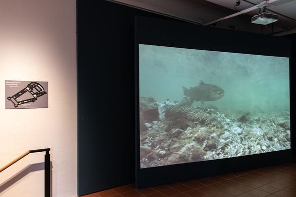 Schallaburg: DONAU – Menschen, Schätze & Kulturen (1.6. - 8.11.2020) https://www.schallaburg.at/de/ausstellungen/donau-menschen-schaetze-kulturen | Foto: eSeL Foto: eSeL.at - Lorenz Seidler
