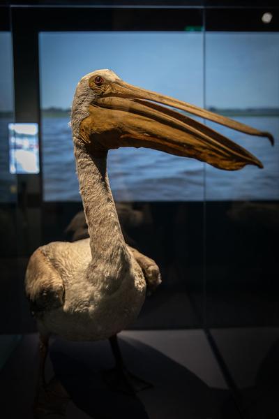 Schallaburg: DONAU – Menschen, Schätze & Kulturen (1.6. - 8.11.2020) https://www.schallaburg.at/de/ausstellungen/donau-menschen-schaetze-kulturen | Foto: eSeL Foto: eSeL.at - Lorenz Seidler