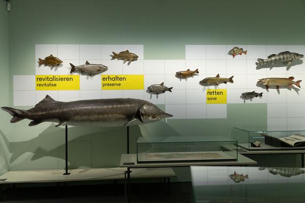 Schallaburg: DONAU – Menschen, Schätze & Kulturen (1.6. - 8.11.2020) https://www.schallaburg.at/de/ausstellungen/donau-menschen-schaetze-kulturen | Foto: eSeL Foto: eSeL.at - Lorenz Seidler