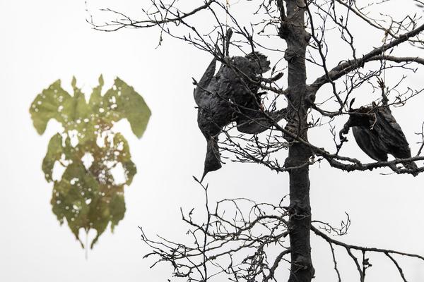 Dom Museum Wien: Fragile Schöpfung (1.10.2020 - 28.8.2021, Presseführung) https://dommuseum.at/fragileschoepfung_information | Foto: eSeL Foto: eSeL.at - Lorenz Seidler