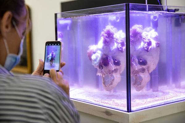 Dom Museum Wien: Fragile Schöpfung (1.10.2020 - 28.8.2021, Presseführung) https://dommuseum.at/fragileschoepfung_information | Foto: eSeL Foto: eSeL.at - Lorenz Seidler