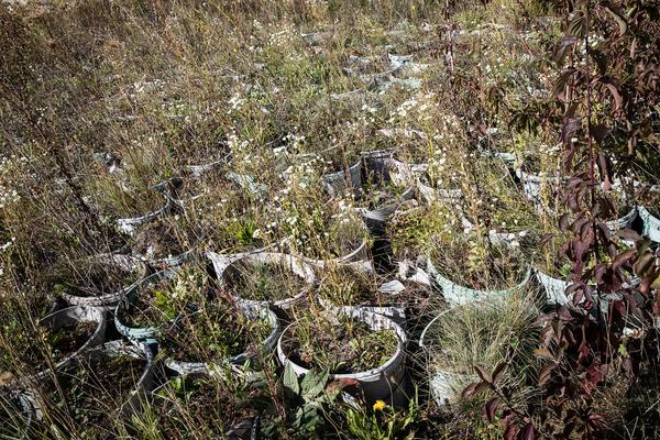Kunst im öffentlichen Raum Niederösterreich: Lois Weinberger - Ein Garten, 2002 (Regierungsviertel St. Pölten, 30.9.2020) https://publicart.at/de/projekte/alle/?pnr=449 | Foto: eSeL Foto: eSeL.at - Lorenz Seidler