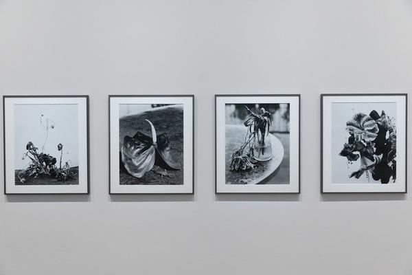 Albertina: ARAKI (26.5. - 29.8.2021) https://www.albertina.at/albertina-modern/ausstellungen/araki | Foto: eSeL Foto: eSeL.at - Lorenz Seidler