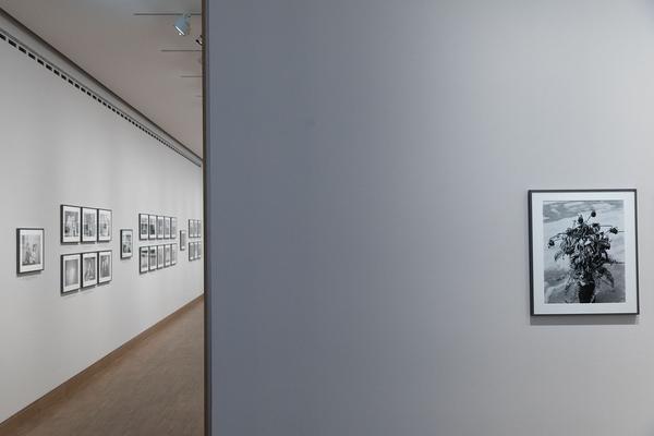Albertina: ARAKI (26.5. - 29.8.2021) https://www.albertina.at/albertina-modern/ausstellungen/araki | Foto: eSeL Foto: eSeL.at - Lorenz Seidler