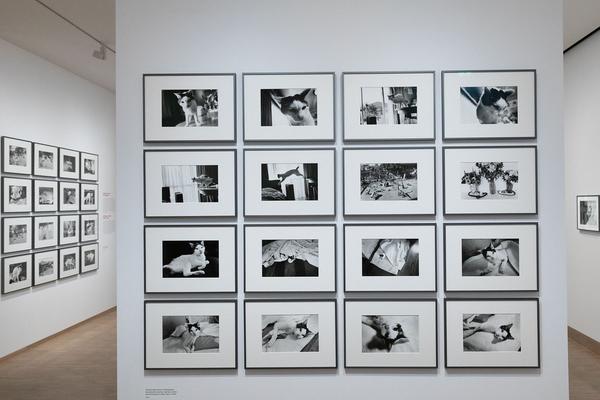 Albertina: ARAKI (26.5. - 29.8.2021) https://www.albertina.at/albertina-modern/ausstellungen/araki | Foto: eSeL Foto: eSeL.at - Lorenz Seidler