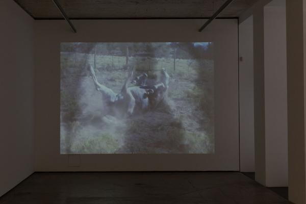 Franz Josef Kai 3: Barbara Hammer - Women I Love (05.03 – 02.05. 2021) https://esel.at/termin/108719 | Foto: eSeL Foto: eSeL.at - Lorenz Seidler