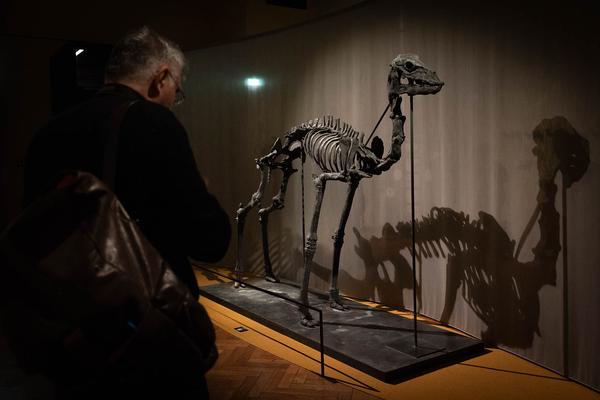  Foto: eSeL Lorenz Seidler