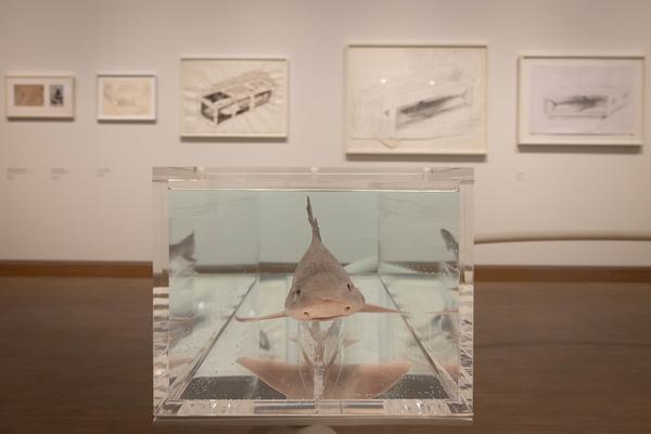 Damien Hirst: Drawings (Albertina Modern, 7.5. - 12.10.2025) Foto: eSeL.at - Lorenz Seidler