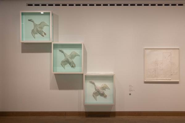 Damien Hirst: Drawings (Albertina Modern, 7.5. - 12.10.2025) Foto: eSeL.at - Lorenz Seidler