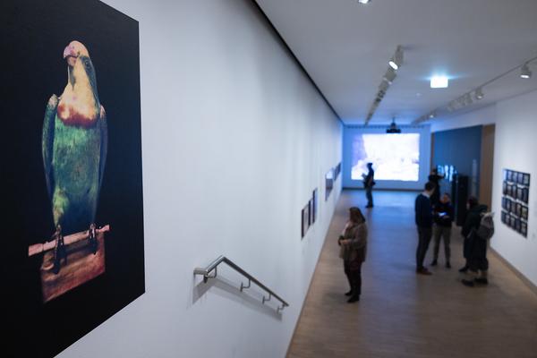 True Colors. Farbe in der Fotografie von 1849 bis 1955 (Albertina Modern, 24.1. - 21.4.2025) Foto: eSeL.at - Lorenz Seidler