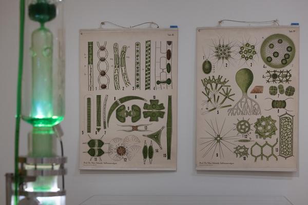 FLOWER POWER. Eine Kulturgeschichte der Pflanzen (Landesgalerie Niederösterreich, 24.05.2025-15.02.2026) Foto: eSeL.at - Lorenz Seidler