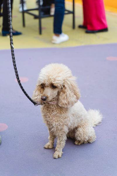 Gottfried Bechtold. Betonporsche (Heidi Horten Collection, 27.04.2026) Foto: eSeL.at - Robert Puteanu