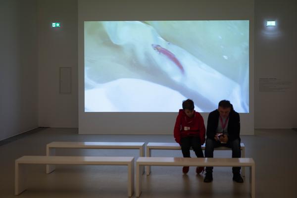 Mohsin Shafi &quot;Between Two Worlds&quot; (Kunsthalle Krems, 22.11.2025 – 06.04.2026) Foto: eSeL.at - Lorenz Seidler