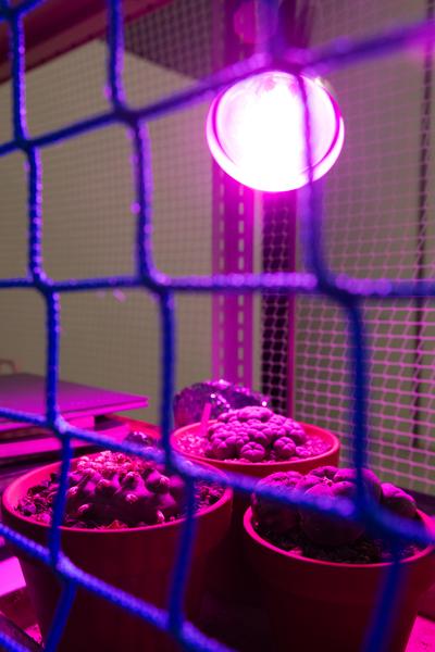 Ralo Mayer &quot;47 Stoffe&quot; (Landesgalerie Burgenland, 25.10.2025 - 25.1.2026) Foto: eSeL.at - Lorenz Seidler