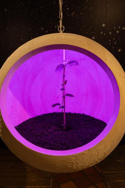 SEEDS. Reclaiming Roots, Sowing Futures (KunstHausWien / Museum Hundertwasser, 10.04.2026 – 14.02.2027) Foto: eSeL.at - Lorenz Seidler