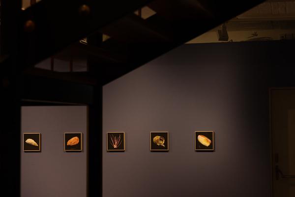 SEEDS. Reclaiming Roots, Sowing Futures (KunstHausWien / Museum Hundertwasser, 10.04.2026 – 14.02.2027) Foto: eSeL.at - Lorenz Seidler