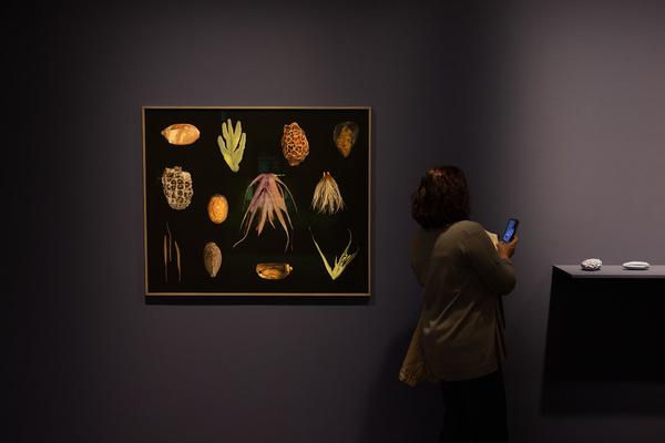 SEEDS. Reclaiming Roots, Sowing Futures (KunstHausWien / Museum Hundertwasser, 10.04.2026 – 14.02.2027) Foto: eSeL.at - Lorenz Seidler