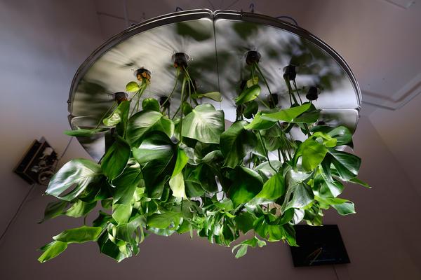 Akademie der Bildenden Künste Wien / Exhibit Galerie: Bordering Plants (10.11.2023–18.2.2024) Foto: eSeL.at - Joanna Pianka Foto: eSeL.at - Joanna Pianka